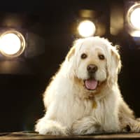 <p>Mount Kisco-based celebrity pooch Bocker the Labradoodle will bring joy to the children of Newtown Saturday at &quot;Take Your Child to the Library Day.&quot;</p>