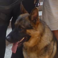 <p>The White Plains police K-9 unit was launched in June 2012 and funded with private donations.</p>