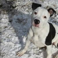 <p>Mason, a 5-month-old bully breed mix, is available for adoption through Wesptort Animal Shelter Advocates.</p>