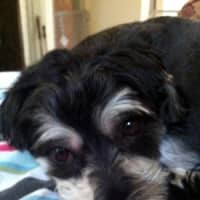 <p>Edgar, a young Lhasa Apso mix available for adoption through Wesptort Animal Shelter Advocates, is waiting for his forever home.</p>