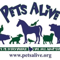 <p>Pets Alive is one of the oldest and largest no-kill organizations in the country.</p>