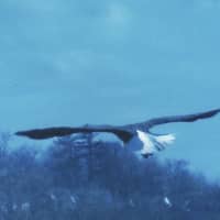 <p>The eagle flies off after searching Holly Pond in Darien for a meal.</p>