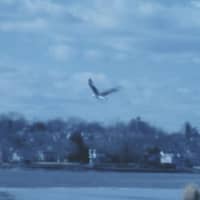 <p>A bald eagle is flying over Holly Pond in Darien on Tuesday.</p>