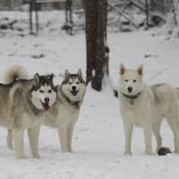 <p>The Siberian Huskies of the Peyreigne family of Weston, (left to right) Apollo, Athena and Zeus, frolicked in Friday&#x27;s snow.</p>