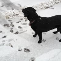 <p>Snow dog Scarlett enjoys Friday&#x27;s snowfall in Rye.</p>