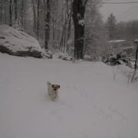 <p>Scott Fernqvist&#x27;s dog Elvis enjoys the snow in Pound Ridge.</p>