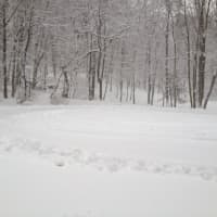 <p>Tracks made in the snow Friday afternoon in Briarcliff Manor quickly filled in as more snow fell. </p>