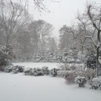 <p>Rachel Walsh sent us this photo of a snowy New Canaan. </p>