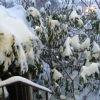 <p>A nor&#x27;easter blanketed Westchester County in several inches of snow early Saturday.</p>