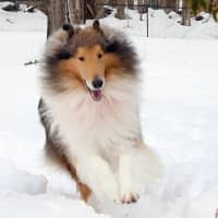 <p>The day after winning Best in Breed at the Westminster Kennel Show, Finn runs around in the snow at his Ridgefield home.</p>