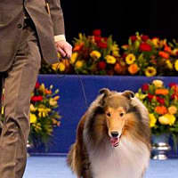 <p>Finn runs in the ring with his handler Peter Denbow at the National Dog Show in Philadelphia. </p>