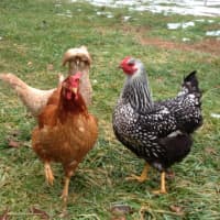 <p>Yorktown residents may soon be allowed to raise chickens in their backyard.</p>