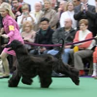 <p>Anna Stromberg leads Scaramouch Show Must Go On (aka Spies) through his paces at the Westminster Dog Show earlier this week.</p>