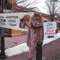 <p>Pets Alive brought dogs, cats and rabbits Mount Kisco on Saturday for its My Furry Valentine adoption event.</p>