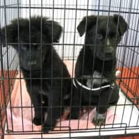 <p>These two retriever mixes are looking for new homes.</p>