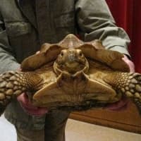 <p>Naturalist Bill Fix gives an up-close view of his African spur thigh tortoise in his Animal Heroes of Literature and Legend show at the Chappaqua Public Library Thursday night, Feb. 21.</p>