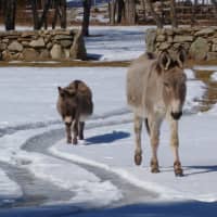 <p>Poppy, right, the full-size donkey owned by Bethany Zaro of New Canaan, walks in front of her friend Chipper to protect him. </p>