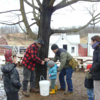 <p>Maple sugar maker Rich Focht supervises as Eric Talbot of Ossining helps his daughter Berinice, 3, drill into a maple tree&#x27;s bark Sunday at Muscoot Farm in Somers. Berinice loves the animals on the historic farm site, Talbot said.</p>