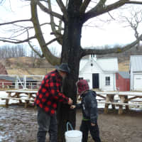 <p>Dylan Freese, 8, has Chappaqua roots and came to Muscoot Farm&#x27;s maple sugar demonstration Sunday from his home in Colorado. Sunday was Dylans birthday.</p>