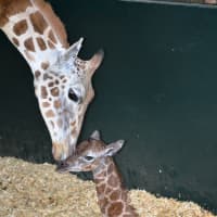 <p>Six-year-old Rothschild giraffe, Petal, greets its newborn calf at the LEO Zoological Conservation Center in Greenwich.</p>