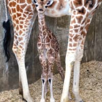 <p>A newborn Rothschild giraffe stands by its mother at the LEO Zoological Conservation Center in Greenwich.</p>