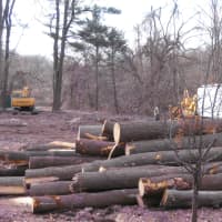 <p>After the space is completely cleared and green lit for a dog park, fencing will be the next step.</p>