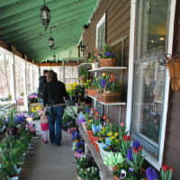 <p>Hilltop Farms in Croton is decked out with Easter flowers. </p>