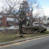 <p>In Yonkers, Park Hill residents were outraged when private contractors cut down parts of a Rumsey Road tree to make way for a red light camera in 2015.</p>