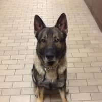 <p>Rocky, was a K9 member of the New Canaan Police Department from November to April. He died during training on Sunday. </p>