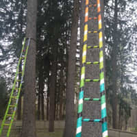 <p>Five of the ladders lean against the property&#x27;s spruce trees.</p>