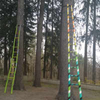 <p>The ladders&#x27; surfaces are smooth and reflective in contrast to the course-textured tree bark.</p>