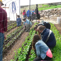 <p>The Northern Westchester 4-H Club worked at Purdy&#x27;s Farmer &amp; the Fish for Earth Day.</p>