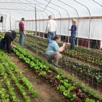 <p>4-H Club members worked at cultivating, weeding and aerating the soil in the greenhouse.</p>