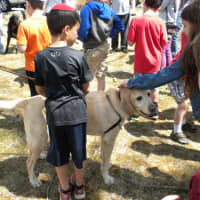 <p>Dozens of Somers dogs became part of the community at the third annual Somers &quot;Bark Mitzvah.&quot; </p>
