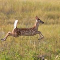 <p>A dozen deer in Connecticut died of a suspected hemorrhagic disease, which is transmitted by biting midges.</p>