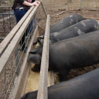 <p>Byram Hills senior Gabrielle Mattei meets some pigs at Cabbage Hill Farm. </p>
