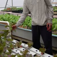<p>Byram Hills senior Brian Skelly examines the roots of a bok choi plant grown in the aquaponic system at Cabbage Hill Farm. </p>