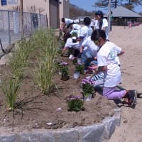 <p>Volunteers plant new flowers and shrubs at Byram Park Beach as part of a beautification effort and recovery from Hurricane Sandy.</p>