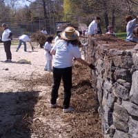 <p>Volunteers clean up dead ivy at Byram Park Beach as part of a beautification effort and recovery from Hurricane Sandy.</p>