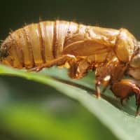 <p>The 17-year periodical cicadas are about to emerge from the ground after their long slumber.  </p>