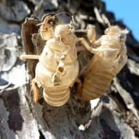 <p>Once they emerge, the cicadas will molt, leaving behind their empty skins.</p>