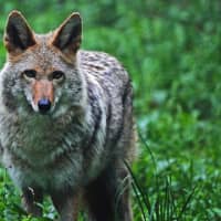 <p>A Chappaqua family is hoping to start a dangerous animal alert group throughout Westchester County after their dog was attacked by a coyote. </p>