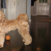 <p>Ruby who went missing in Chappaqua.</p>