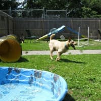 <p>A dog romps at Northwind Kennels in Bedford. The pet boarding and grooming business will be celebrating it&#x27;s 95th anniversary with a party on Saturday, June 18.</p>