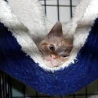 <p>A comfy kitty hangs out at Northwind Kennels in Bedford. The pet boarding and grooming business will be celebrating it&#x27;s 95th anniversary with a party on Saturday, June 18.</p>