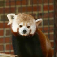 <p>A red panda named Rochan has moved into the Beardsley Zoo in Bridgeport.</p>