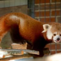 <p>Red panda Rochan is enjoying his new digs at Beardsley Zoo.</p>