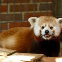 <p>Red panda Rochan making himself at home at Beardlsey Zoo.</p>