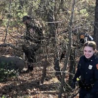 <p>Officers attempt to round up one of the escaped pigs.</p>