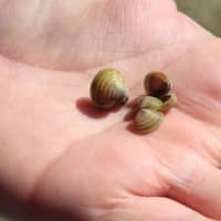 <p>These Asian clams were found by Brookfield police divers in Candlewood Lake this past weekend.</p>